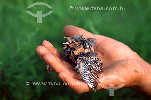 Detail of a hand holding baby bird - Brazil 