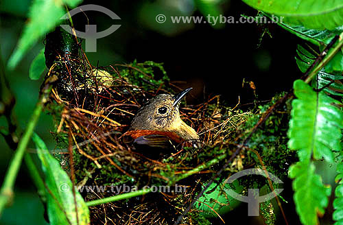  Birds - (Formicivora erythronotos) Female Black-hooded Antwren in the nest, in Atlantic Rainforest - Rio de Janeiro state - Brazil 