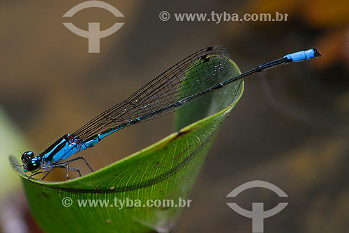  Dragonfly - Sao Pedro da Serra region - Rio de Janeiro state - Brazil 