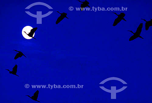  Silhouette of birds flying with the moon in the background - Brazil 