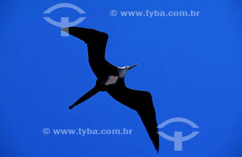  Bird flying - Caravela, kind of bird - Abrolhos National Park - Bahia state - Brazil 