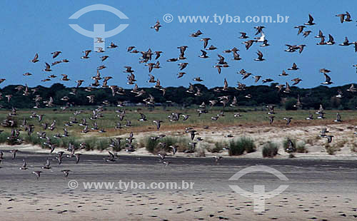  Birds flying over Cassino beach - Rio Grande do Sul state - Brazil 