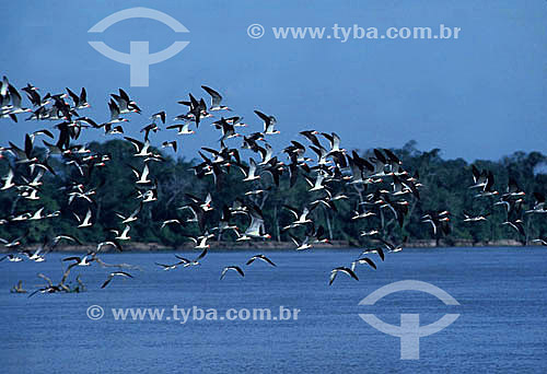  Birds flying - Pantanal Region* - Mato Grosso state - Brazil  * The Pantanal Region in Mato Grosso state is a UNESCO World Heritage Site since 2000. 