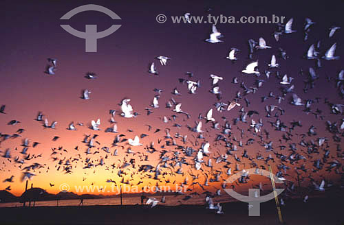  Flight of birds - Copacabana Beach - Rio de Janeiro city - Rio de Janeiro state - Brazil 