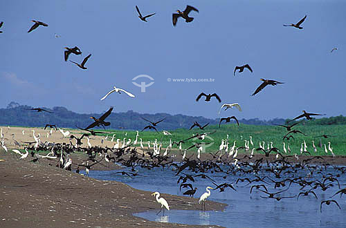  Birds - (Casmerodius albus & Phalacrocorax brasilianus) Great egret and Neotropic Cormorant flying - Mamiraua Sustainable Development Reserve - Amazonas state - Brazil 