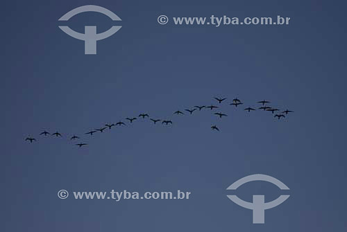  Group of birds flying - Sao Conrado neighbourhood - Rio de Janeiro city - Rio de Janeiro state - Brazil 