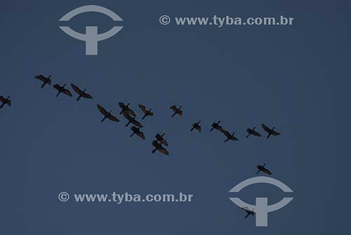  Group of birds flying - Sao Conrado neighbourhood - Rio de Janeiro city - Rio de Janeiro state - Brazil 