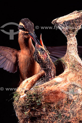  (Phaetornis pretei) - Pretre`s Hermit or Planalto Hermit hummingbird feeding young - Brazil 