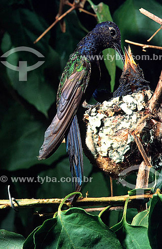  (Eupetomena macroura) Swallow-tailed hummingbird feeding young in nest  - Atlantic Rainforest - Rio de Janeiro state - Brazil 