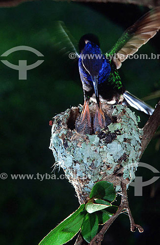  (Eupetomena macroura) Swallow-tailed hummingbird feeding young in nest - Atlantic Rainforest - Rio de Janeiro state - Brazil 