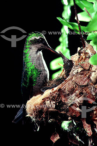  Hummingbird feeding young in nest - Atlantic Rainforest - Brazil 