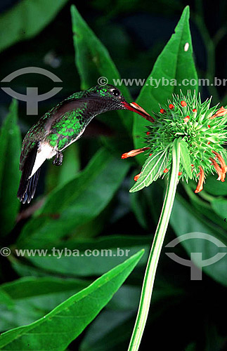  Hummingbird feeding - Atlantic Rainforest - Brazil 