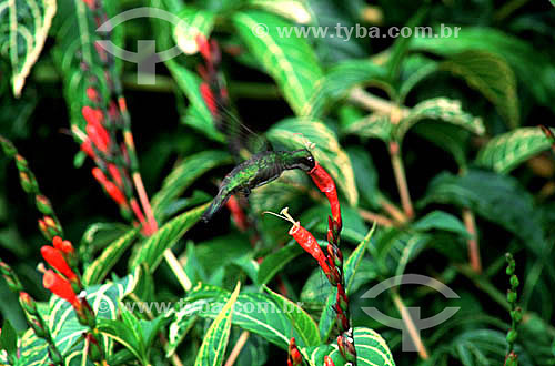  (Anthacothorax nigricollis) Black Hummingbird feeding in plant (Sanchezia nobilis) - Veracruz Station - Porto Seguro* city - Bahia state - Brazil  * The Costa do Descobrimento (Discovery Coast site, Atlantic Forest Reserve) is a UNESCO World Heritag 