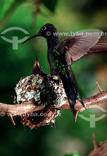  (Eupetomena macroura) Swallow-tailed hummingbird with young in nest - Atlantic Rainforest - Rio de Janeiro state - Brazil 