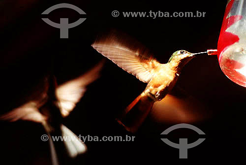  Hummingbird feeding - Brazil 