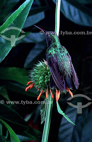  (Thalurania glaucopis) - Violet-Capped Woodnymph Hummingbird - Brazil 
