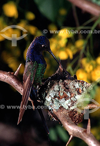  (Eupetomena macroura) Swallow-tailed hummingbird feeding young - Atlantic Rainforest - Rio de Janeiro state - Brazil 