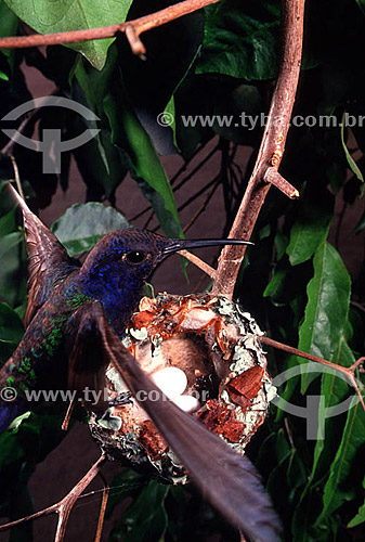  (Eupetomena macroura) Swallow-tailed hummingbird with eggs in nest - Atlantic Rainforest - Rio de Janeiro state - Brazil 