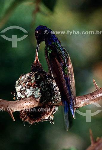  (Eupetomena macroura) Swallow-tailed hummingbird feeding young in nest  - Atlantic Rainforest - Rio de Janeiro state - Brazil 