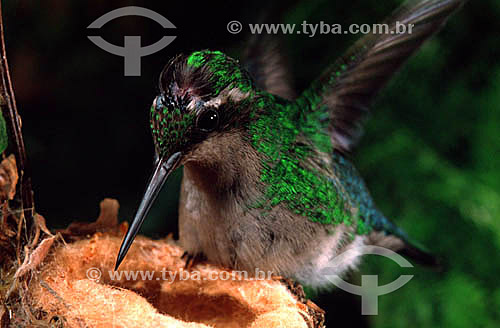  (Eupetomena macroura) Swallow-tailed hummingbird in its nest - Atlantic Rainforest - Rio de Janeiro state - Brazil 