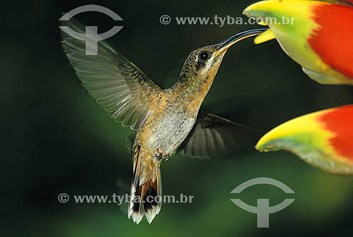  Rufous-breasted Hermit (Glaucis hirsuta) sucking nectar from a flower - Atlantic Forest - Brazil 