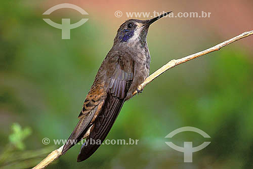  The Brown Violet-ear (Colibri delphinae) seen in Bahia and Roraima states also in the Andes mountain rage - Brazil  