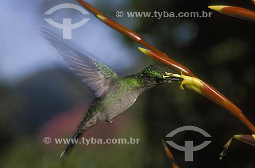  Hummingbird feeding in a Bromeliad - Atlantic Forest - Rio de Janeiro state - Brazil 