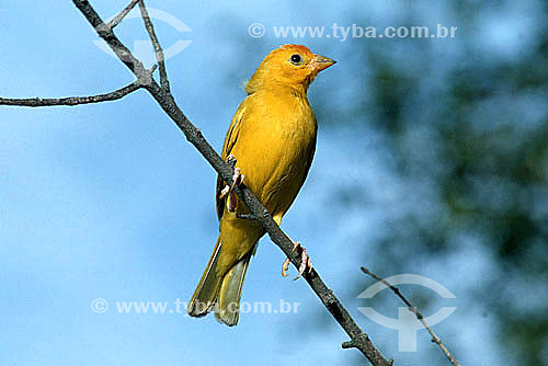  (Sicalis flaveola) Saffron finch - song bird found in north Brazil 
