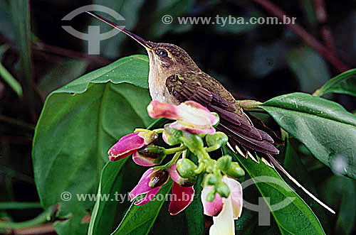  (Phaetornis Bourcieri) - Bourcier`s Hermit Humming Bird - Atlantic Rainforest - Brazil 