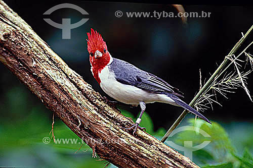  (Paroaria coronota) - Red-Crested Cardinal - bird - Brazil 
