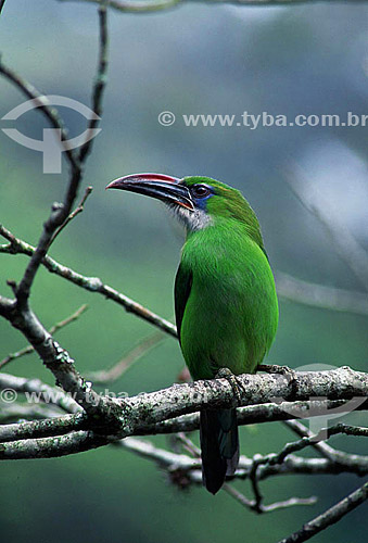  (Aulacorhynchus sulcatus) Groove-billed Toucanet - Henri Pittier National Park - Aragua state - Northern Venezuela 