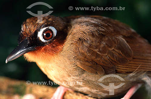  (Gymnopithys rufigula) - Rufous-Throated Antbird - Brazil 