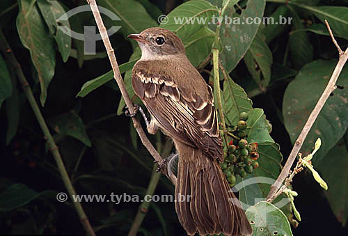  (Myarchus ferox) - bird of the tyrannideos family - Brazil 