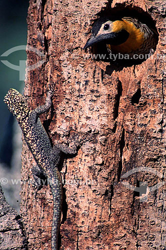  (Colaptes campestris) - Campo Flicker bird and lizard - Pantanal National Park* - Mato Grosso state - Brazil  * The Pantanal Region in Mato Grosso state is a UNESCO World Heritage Site since 2000. 