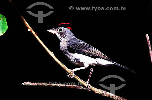  (Coryphospingus pileatus) Pileated Finch - Caatinga Ecosystem - northeast of Brazil - Ceara state - Brazil 