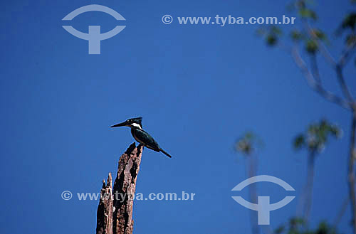  (Chloroceryle americana) Green Kingfisher - Araguaia River - Goias State - Brazil 