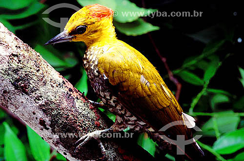  (Piculus flavigula) Yellow-Throated Woodpecker - Amazonian region - Brazil 