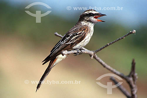  (Empidonomus varius) Variegated Flycatcher - Distributed all over Brazil and south America 