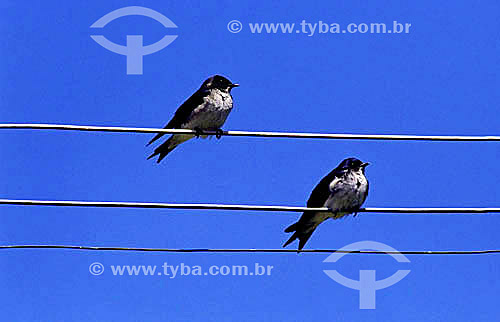  Birds sitting on electric lines - Brazil 