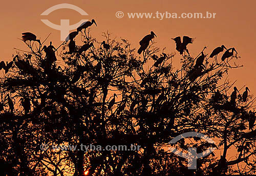  (Mycteria americana) Wood storks roosting  - Pantanal National Park* - Mato Grosso state - Brazil  * The Pantanal Region in Mato Grosso state is a UNESCO World Heritage Site since 2000. 