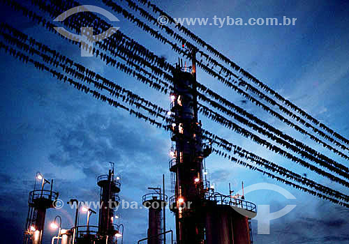  Large flock of birds sitting on electric wires with industrial complex in the background - Brazil 