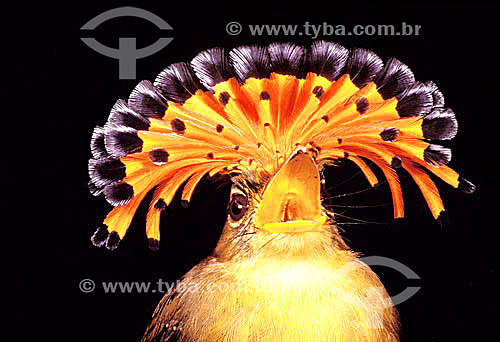  (Onychorynchus coronatus) Amazonian Royal Flycatcher - Brazil 