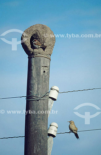  (Furnarius rufus) - Rufous Hornero in the nest over a electric tower - Brazil 