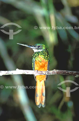  (Galbula ruficauda) Rufous-Tailed Jacamar - Atlantic Forest - Minas Gerais state - Brazil 