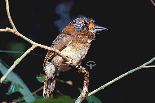  (Malacoptila rufa) Rufus Necked Puffbird - Amazon Region - Brazil 