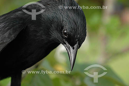  Black bird at 