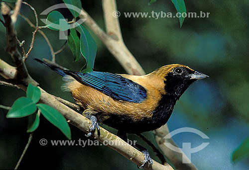  Burnished-buff tanager (Tangara cayana) - Brazil 