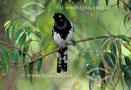  Magpie Tanager (Cissopis leveriana) found in Amazon Forest and Rainforest - Brazil 