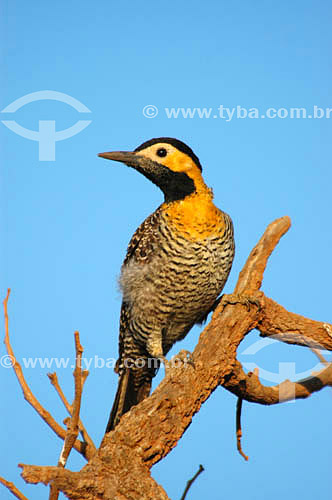  (Colaptes campestris) - Campo Flicker - Emas National Park* - Goias state - Brazil * The park is a UNESCO World Heritage Site since 12-16-2001. 