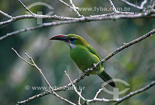  Groove-billed Toucanet (Aulacorhynchus sulcatus) - Henri Pittier National Park - Aragua state - Venezuela 